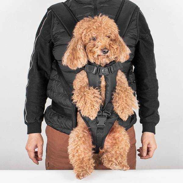 Safe Comfy Hands-Free Dog Carrier